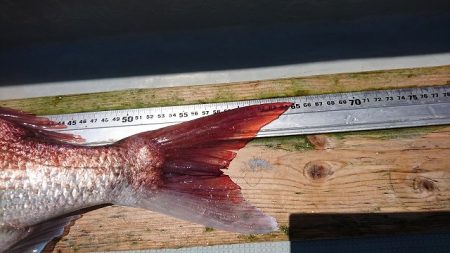 フィッシングボートACE(エース) 釣果