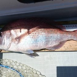 フィッシングボートACE(エース) 釣果