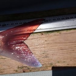 フィッシングボートACE(エース) 釣果