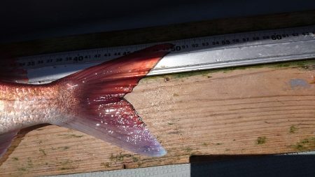 フィッシングボートACE(エース) 釣果