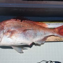 フィッシングボートACE(エース) 釣果