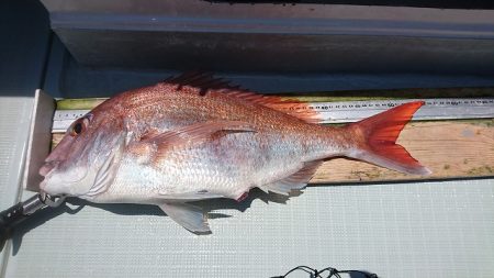 フィッシングボートACE(エース) 釣果