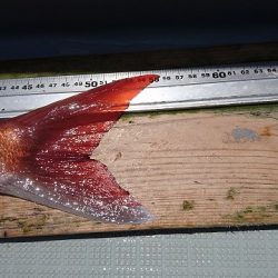 フィッシングボートACE(エース) 釣果