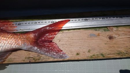 フィッシングボートACE(エース) 釣果