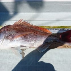 フィッシングボートACE(エース) 釣果