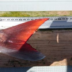 フィッシングボートACE(エース) 釣果