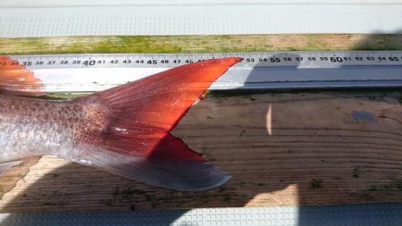 フィッシングボートACE(エース) 釣果