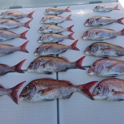 フィッシングボートACE(エース) 釣果