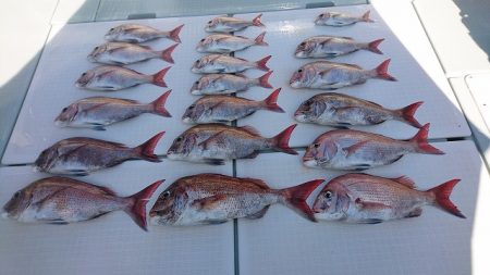 フィッシングボートACE(エース) 釣果