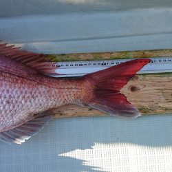 フィッシングボートACE(エース) 釣果