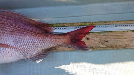 フィッシングボートACE(エース) 釣果