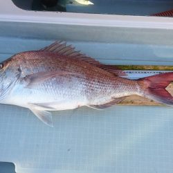 フィッシングボートACE(エース) 釣果