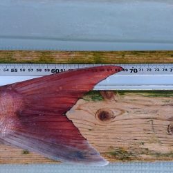 フィッシングボートACE(エース) 釣果