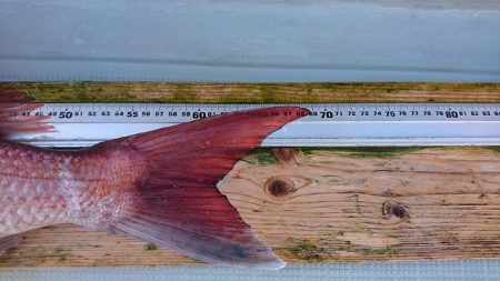 フィッシングボートACE(エース) 釣果