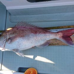 フィッシングボートACE(エース) 釣果