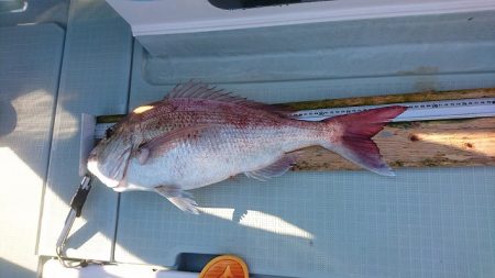 フィッシングボートACE(エース) 釣果