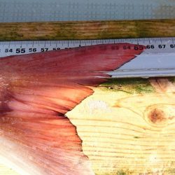 フィッシングボートACE(エース) 釣果