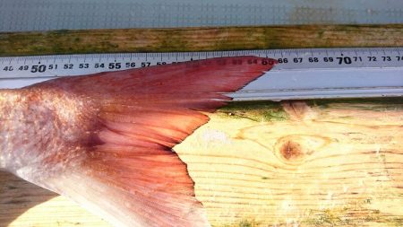 フィッシングボートACE(エース) 釣果