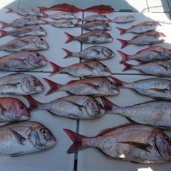 フィッシングボートACE(エース) 釣果