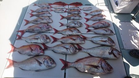 フィッシングボートACE（エース） 釣果