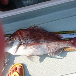 フィッシングボートACE(エース) 釣果