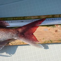 フィッシングボートACE(エース) 釣果