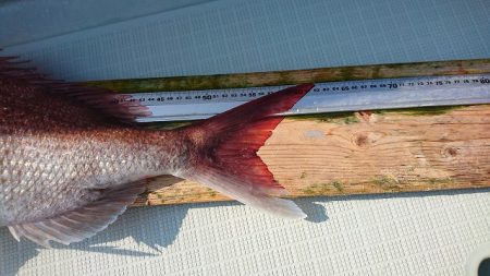 フィッシングボートACE(エース) 釣果