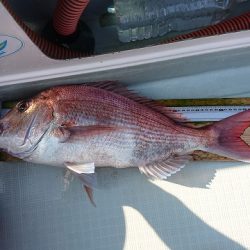 フィッシングボートACE(エース) 釣果