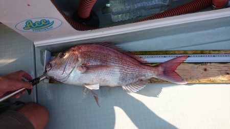 フィッシングボートACE(エース) 釣果