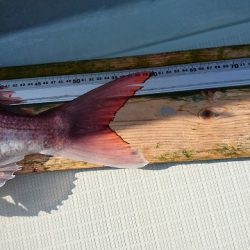 フィッシングボートACE(エース) 釣果