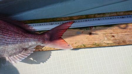 フィッシングボートACE(エース) 釣果