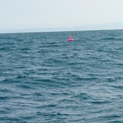 フィッシングボートACE(エース) 釣果