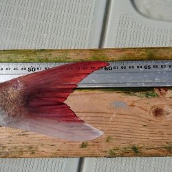 フィッシングボートACE(エース) 釣果