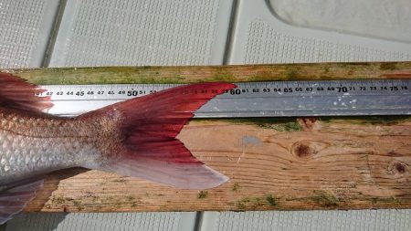 フィッシングボートACE(エース) 釣果