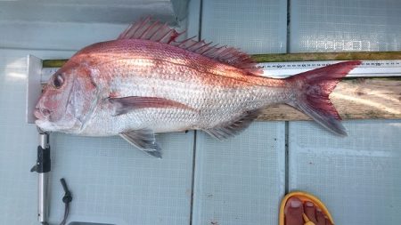 フィッシングボートACE(エース) 釣果