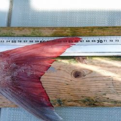 フィッシングボートACE(エース) 釣果