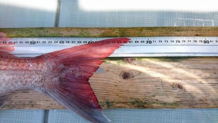 フィッシングボートACE(エース) 釣果