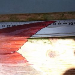 フィッシングボートACE(エース) 釣果