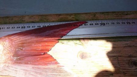 フィッシングボートACE(エース) 釣果