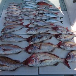 フィッシングボートACE(エース) 釣果