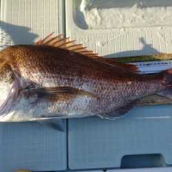 フィッシングボートACE(エース) 釣果