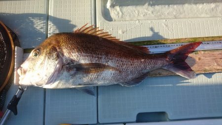 フィッシングボートACE(エース) 釣果