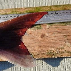 フィッシングボートACE(エース) 釣果