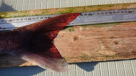 フィッシングボートACE(エース) 釣果