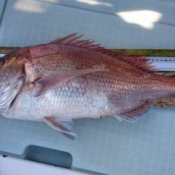 フィッシングボートACE(エース) 釣果