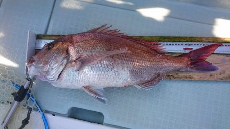 フィッシングボートACE(エース) 釣果