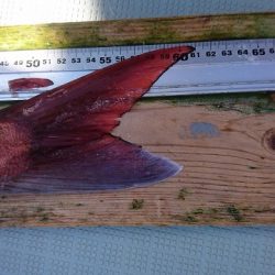 フィッシングボートACE(エース) 釣果