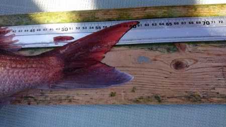 フィッシングボートACE(エース) 釣果