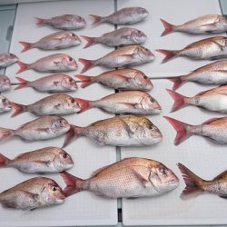 フィッシングボートACE(エース) 釣果