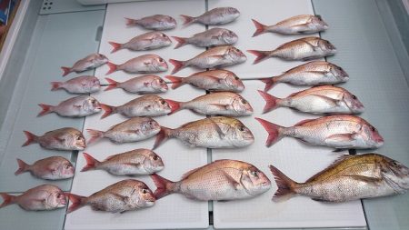 フィッシングボートACE(エース) 釣果